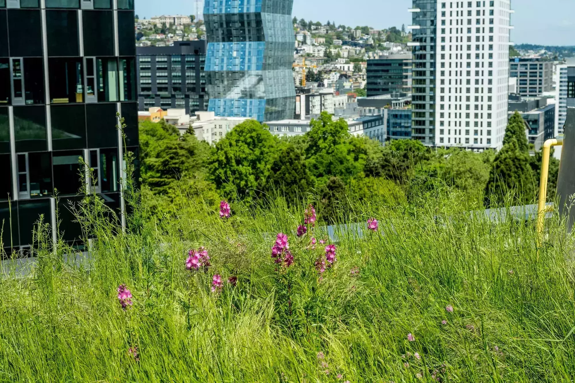 06212023 grow 170439