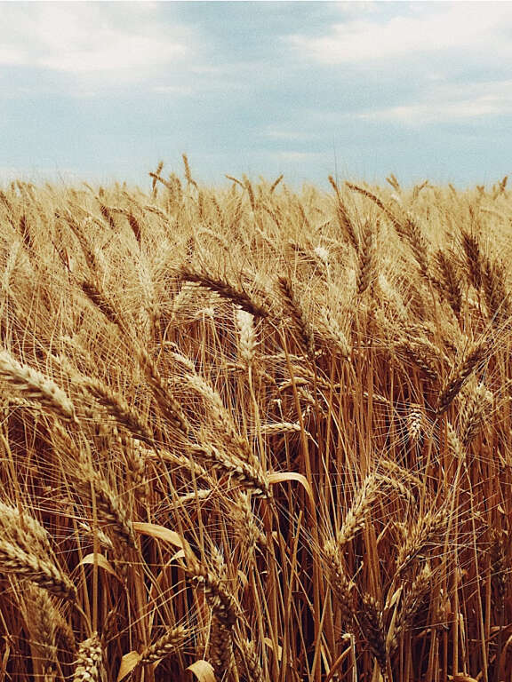 Wheat field