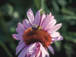Ben True Pink Flower and Bee