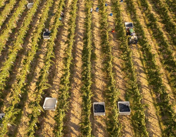 2025 Vintage Maturity Data - For Grape Customers