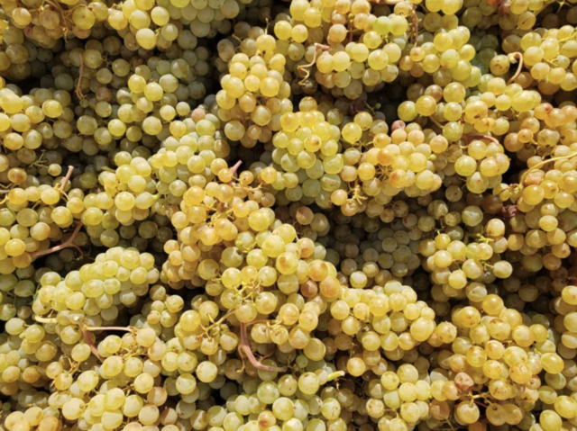 Screen Shot 2021 04 08 at 2 10 34 PM