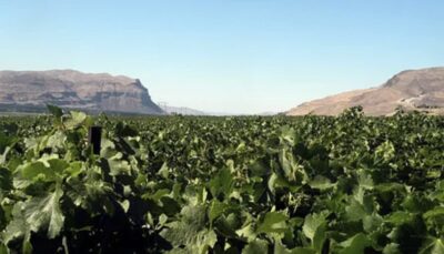 Screen Shot 2021 04 08 at 11 46 49 AM